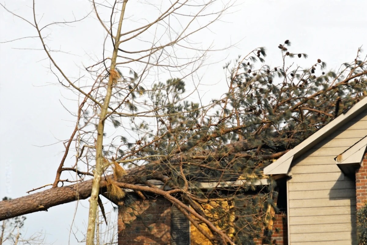 Tree Fall Roof